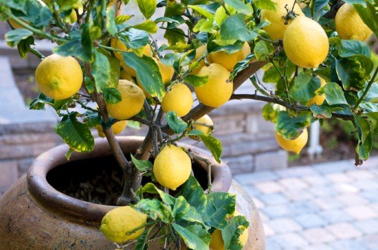 لیموں کا درخت سالانہ کتنی پیداوار دیتا ہے؟