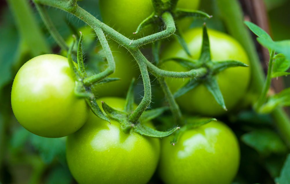 سبز ٹماٹروں کو لال بنانے کا آسان سا ٹوٹکا