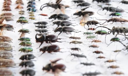 اب تک حشرات کی کتنی قسمیں دریافت کی جاچکی ہیں؟