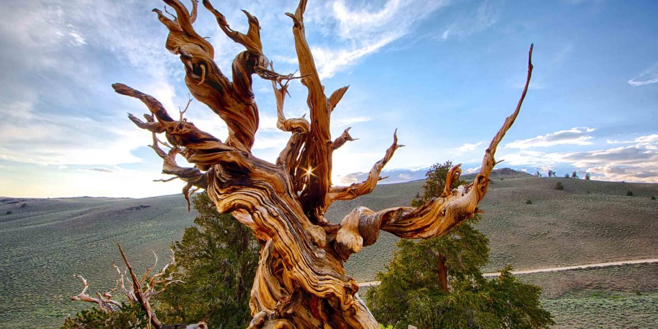 یہ ہے دنیا کے قدیم ترین درختوں میں سے ایک