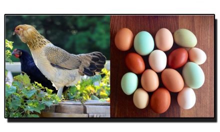 مانتے ہیں یہ مرغی چار مختلف رنگ کے انڈے دیتی ہے؟