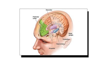 جانیے انسانی دماغ کے عجیب حصہ "Amygdala” بارے کچھ خاص