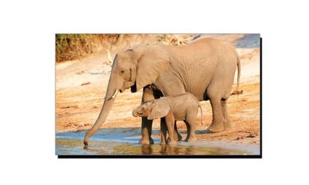 ہاتھی 12 میل دور سے پانی سونگھ سکتا ہے