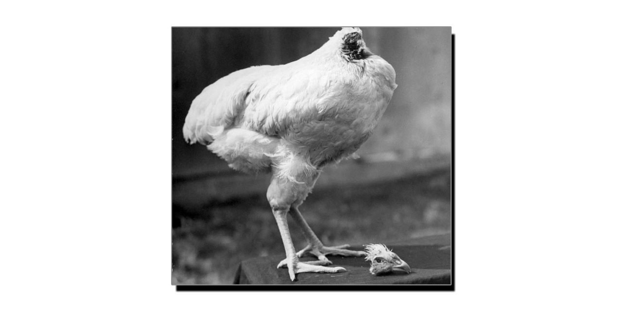 مرغی جو سر کٹنے کے بعد بھی 18 ماہ تک زندہ رہی
