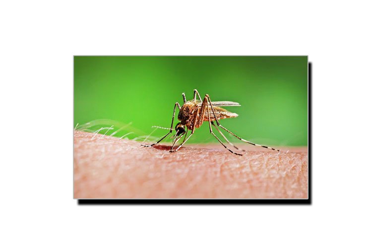 مچھر بارے وہ حقیقت جو کم لوگ جانتے ہیں