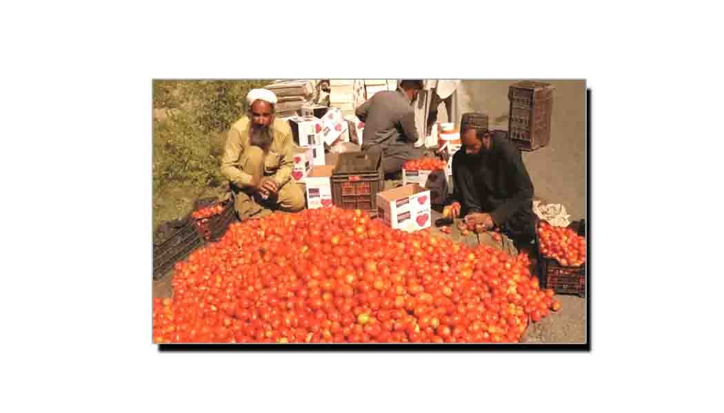 سوات میں ٹماٹر کی فصل امسال گھاٹے کا سودا ہے