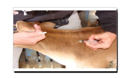 انجکشن کے ذریعے مویشیوں سے دودھ حاصل کرنے کے نقصانات